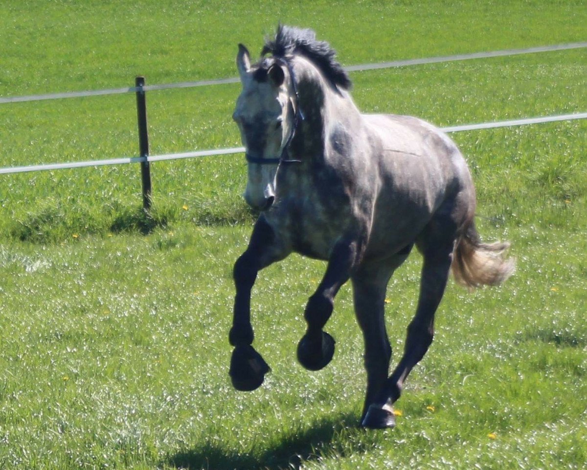 Springpferd Cascorbino (Holsteiner, 2010, von Cassini II)