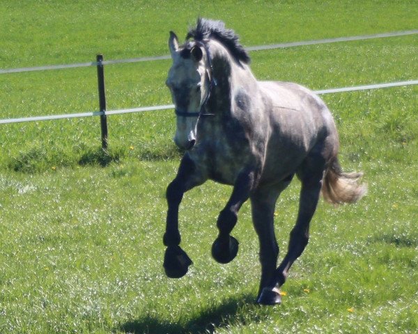 Cavallo da salto Cascorbino (Holsteiner, 2010, di Cassini II)