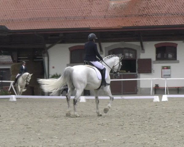Reitturnier Avenches 2023