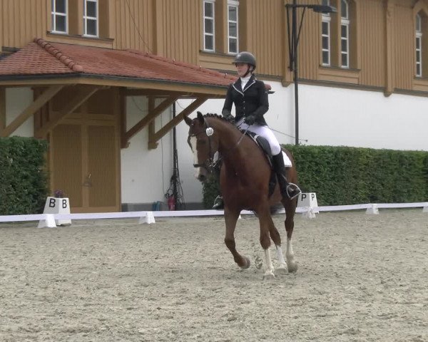 Reitturnier Avenches 2023