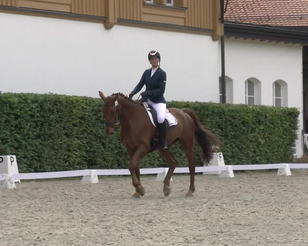 Reitturnier Avenches 2023