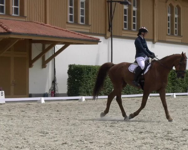 Reitturnier Avenches 2023