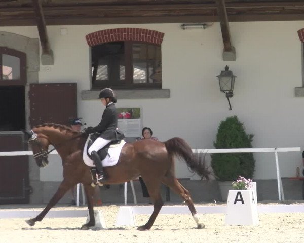 Reitturnier Avenches 2023
