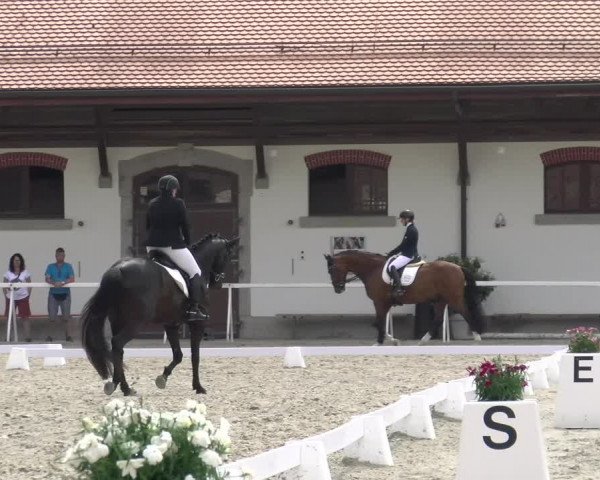 Reitturnier Avenches 2023
