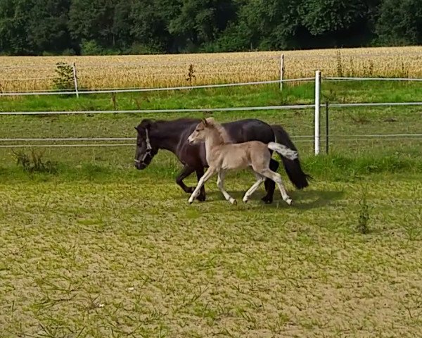 horse Jolly Jumper vom Rabenschloss (German Classic Pony, 2016, from Joker vom Uhlenbruch)