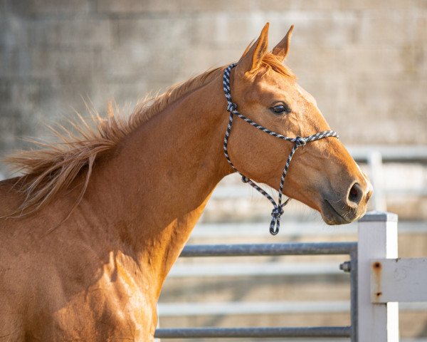 horse Secret's Fleur (Oldenburg, 2021, from Secret)