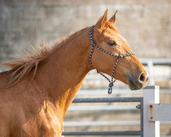 Pferd Secret's Fleur (Oldenburger, 2021, von Secret)