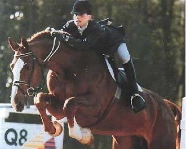 stallion Roi Veneur (Selle Français, 1983, from Grand Veneur)