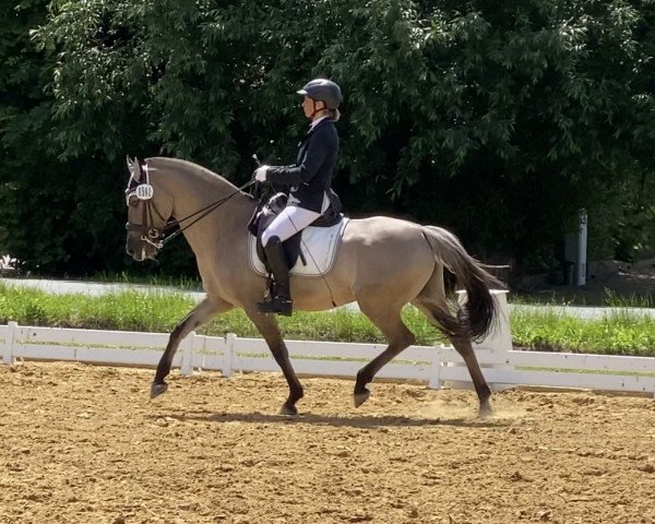 Dressurpferd Nadir 96 (Polnisches Warmblut, 2015)