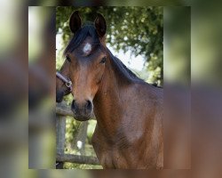 Pferd Alice NR (Deutsches Reitpony, 2022, von A la Playa)