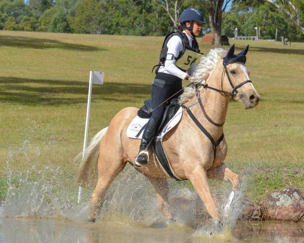 Pferd Halcyon Gold xx (Englisches Vollblut, 2011, von Glacial Gold xx)