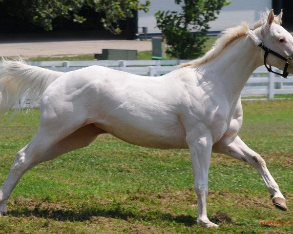 stallion White Prince xx (Thoroughbred, 2008, from Devil His Due xx)