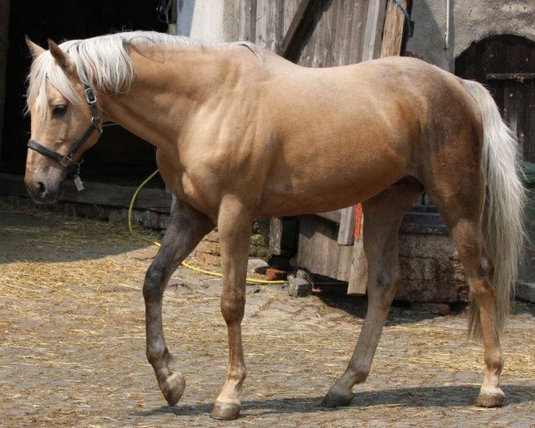 stallion Glitter of Gold xx (Thoroughbred, 2000, from Glitter Please xx)