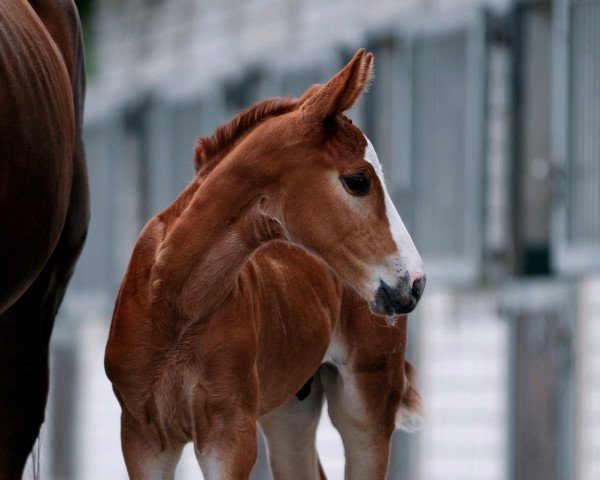 horse Oristano NS (Westphalian, 2022, from Ogano)