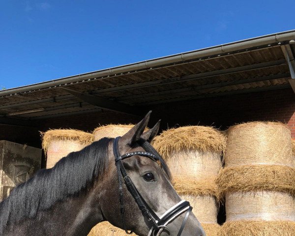 Pferd Sievi wonder (Oldenburger, 2016, von Fürstenball)