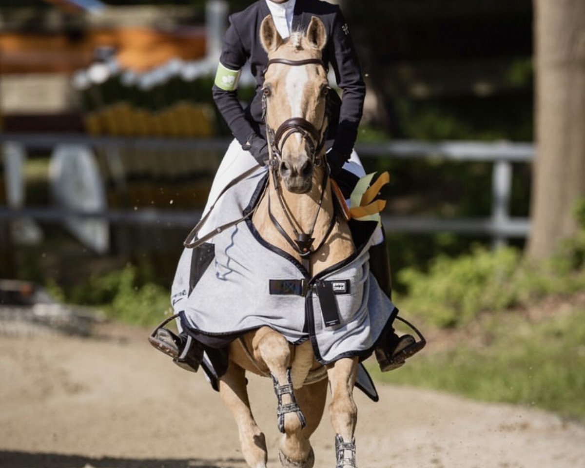 jumper Wilmsberg (German Riding Pony, 2009, from Klytus)
