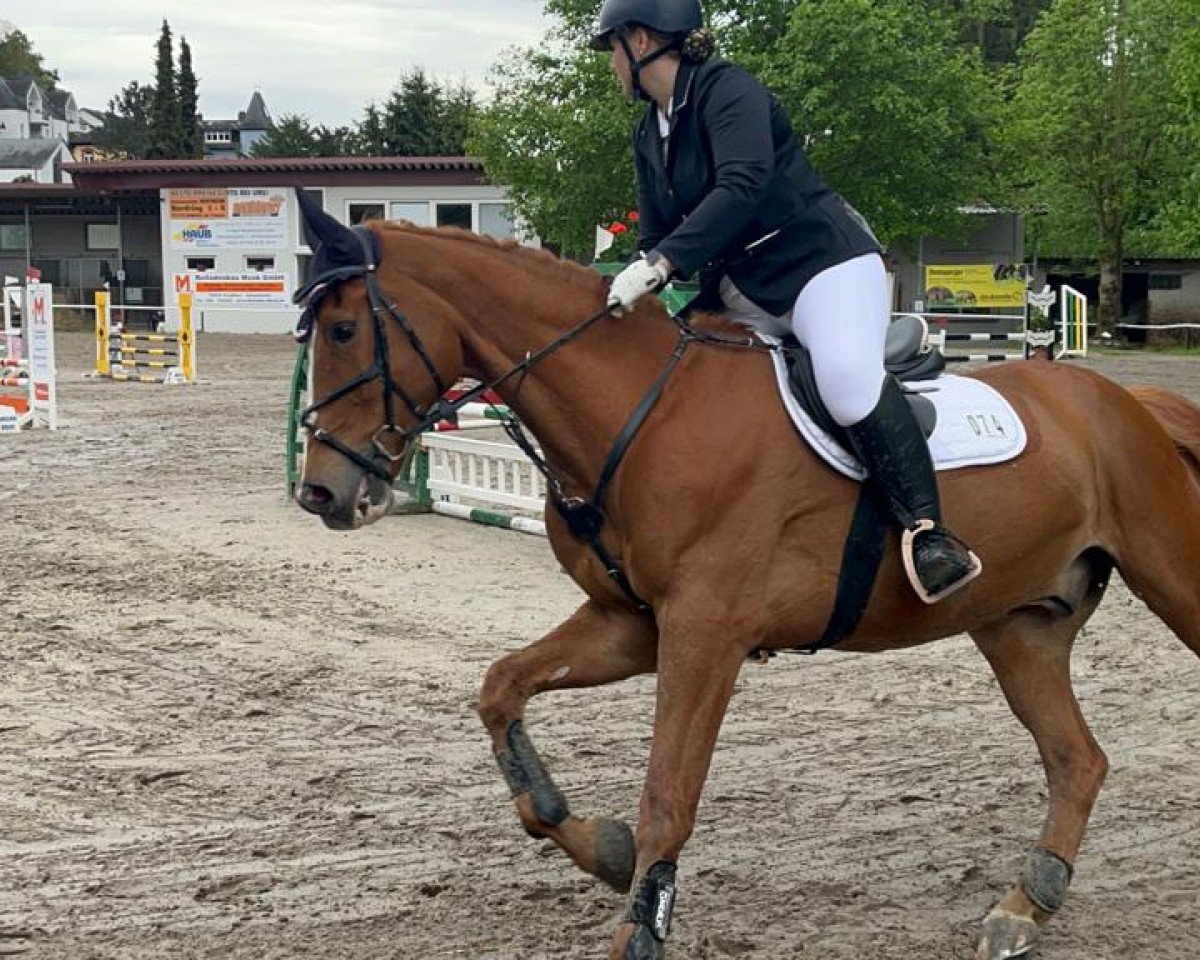 jumper Didam 3 (KWPN (Royal Dutch Sporthorse), 2008, from Utah)