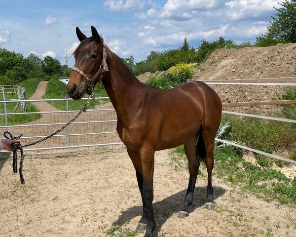 Pferd Tweety goes freaky D (Westfale, 2022, von Tangelo van de Zuuthoeve)