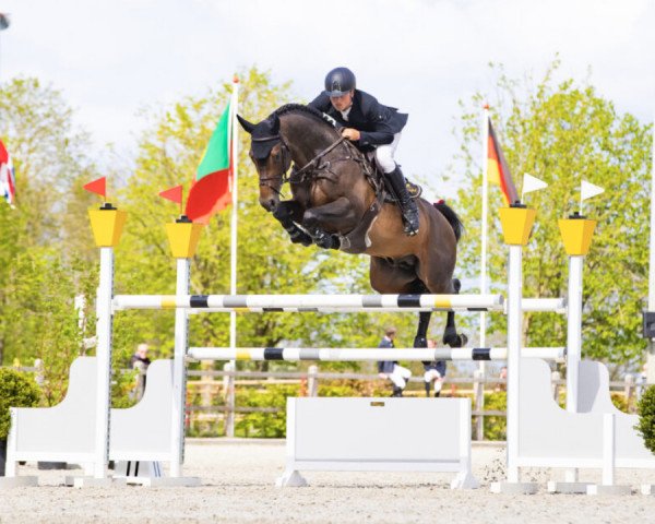 stallion Cantona Tn (anglo european sporthorse, 2013, from Codex One)