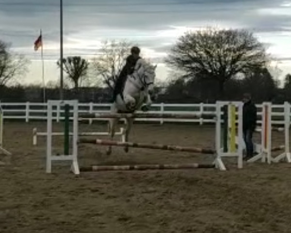 Springpferd Morning Shadow (Connemara-Pony, 2012, von Burning Daylight)