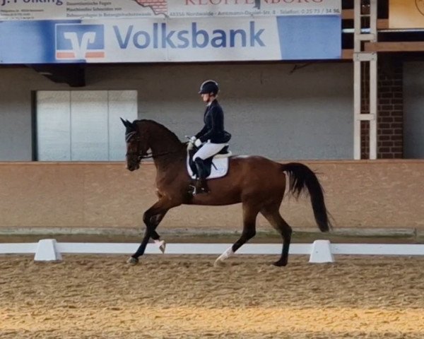 dressage horse Della Rose M (Westphalian, 2016, from De Quidam)