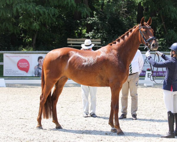 dressage horse Florentine 143 (Oldenburg, 2019, from Fürsten-Look)