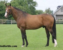 stallion Flamenco de Semilly (Selle Français, 1993, from Le Tot de Semilly)