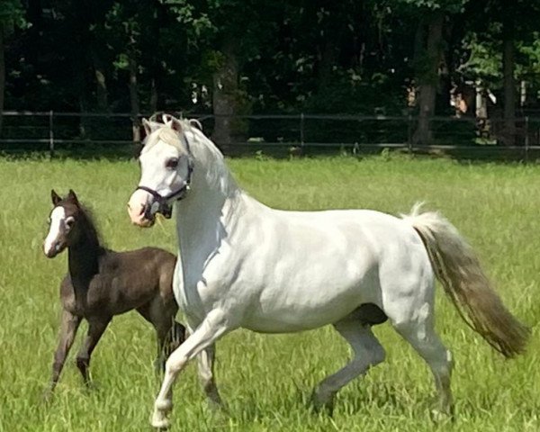 Pferd Best Ellwis K (Welsh Pony (Sek.B), 2022, von Best Boy)