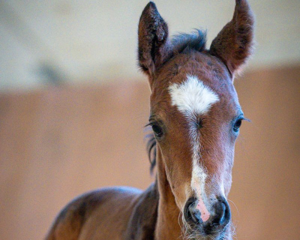 horse Zazoou B (Westphalian, 2023, from Zoom)