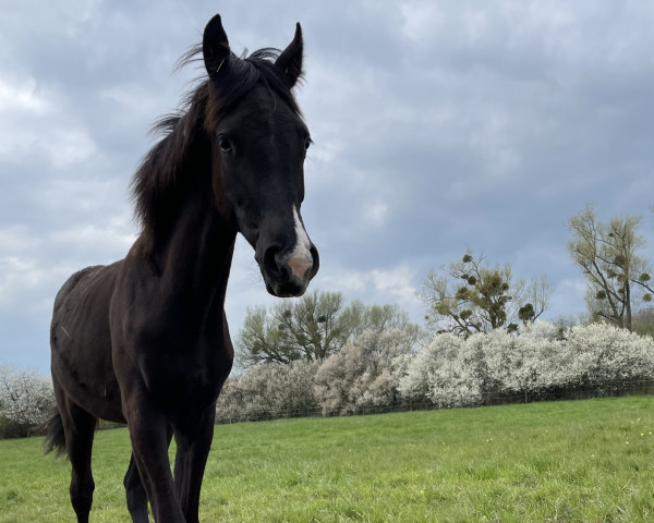 Pferd Blue Baroness 3 (Deutsches Sportpferd, 2022, von Blue Hors Baron)