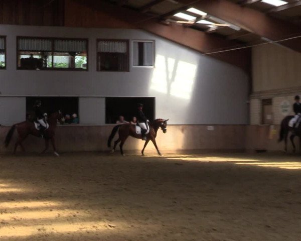 Reitturnier Dortmund-Somborn 2023