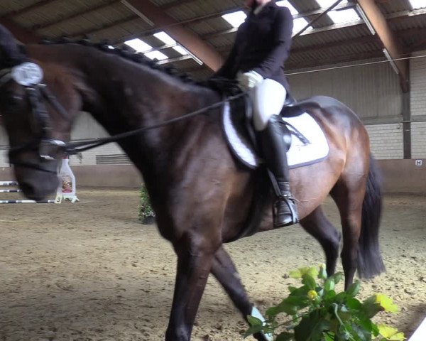 Reitturnier Dortmund-Somborn 2023