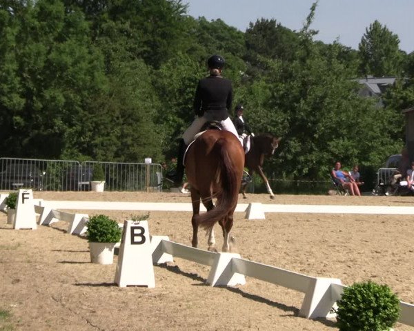 Reitturnier Derbypark Hamburg Klein-Flottbek 2023