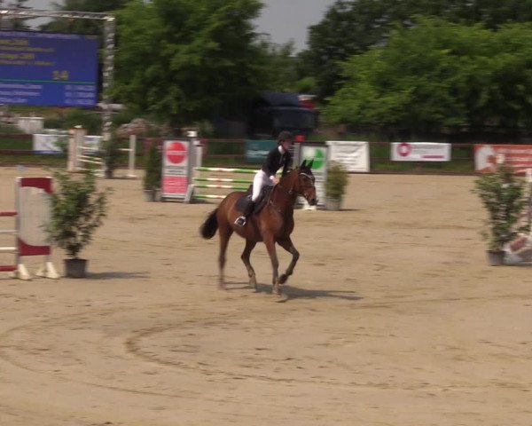 Reitturnier Schönfeld 2023