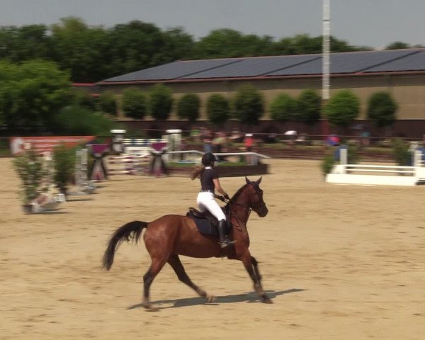 Reitturnier Schönfeld 2023