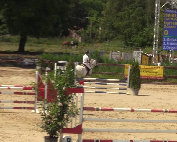 Reitturnier Schönfeld 2023