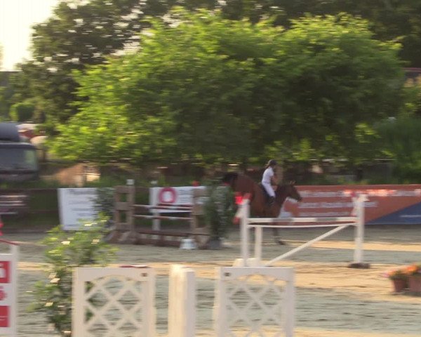 Reitturnier Schönfeld 2023