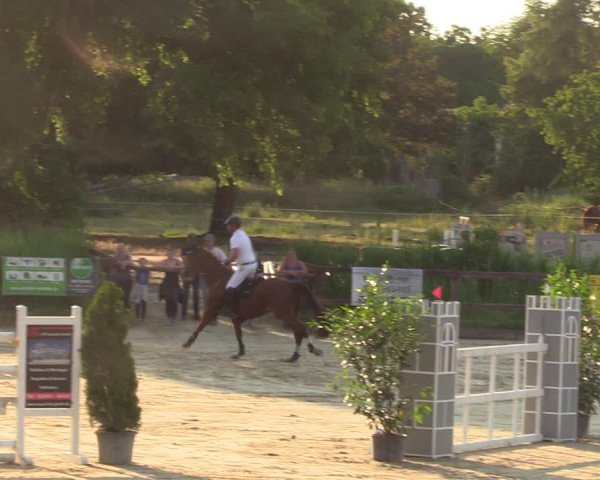 Reitturnier Schönfeld 2023