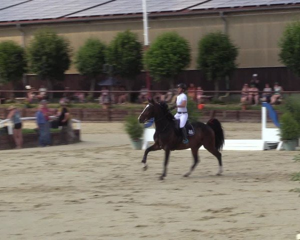 Reitturnier Schönfeld 2023