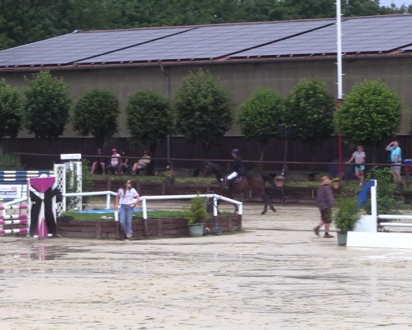 Reitturnier Schönfeld 2023