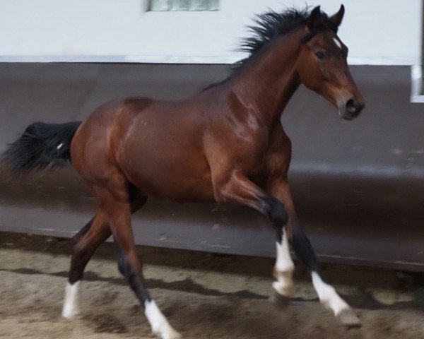 Pferd Cafe's Floriano (Oldenburger, 2022, von Cafe au lait 2)