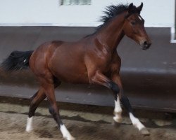 horse Cafe's Floriano (Oldenburg, 2022, from Cafe au lait 2)