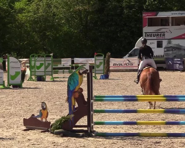 Reitturnier Großenwiehe 2023