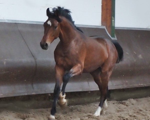 Pferd Cafe‘s Deconi (Oldenburger, 2022, von Cafe au lait 2)