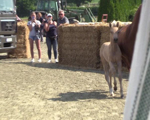 Sichtung zum Horse24-Fohlenchampionat 2023 in Paderborn