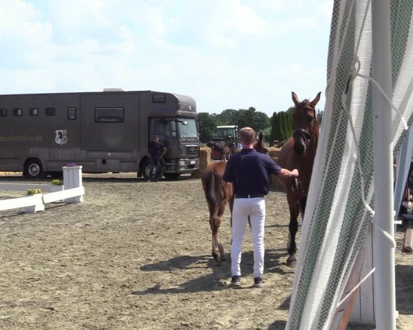 Sichtung zum Horse24-Fohlenchampionat 2023 in Paderborn