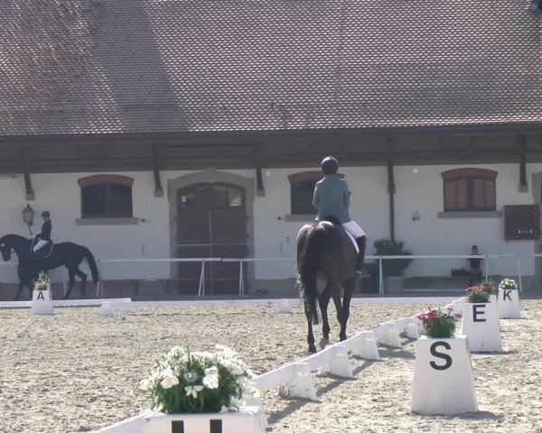 Reitturnier Avenches 2023