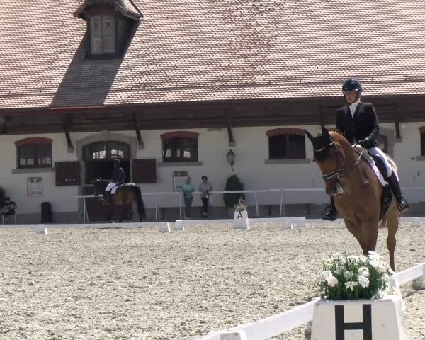 Reitturnier Avenches 2023