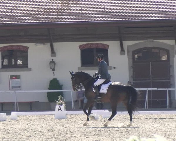 Reitturnier Avenches 2023