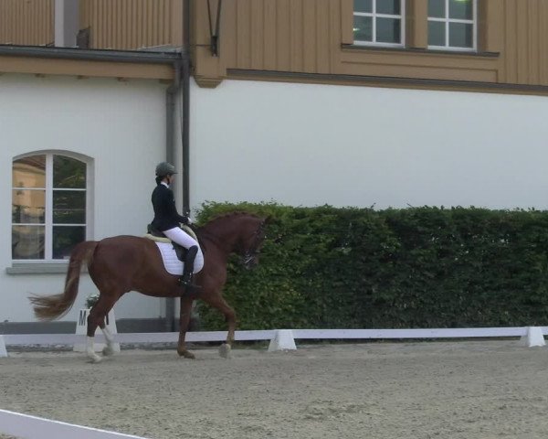 Reitturnier Avenches 2023